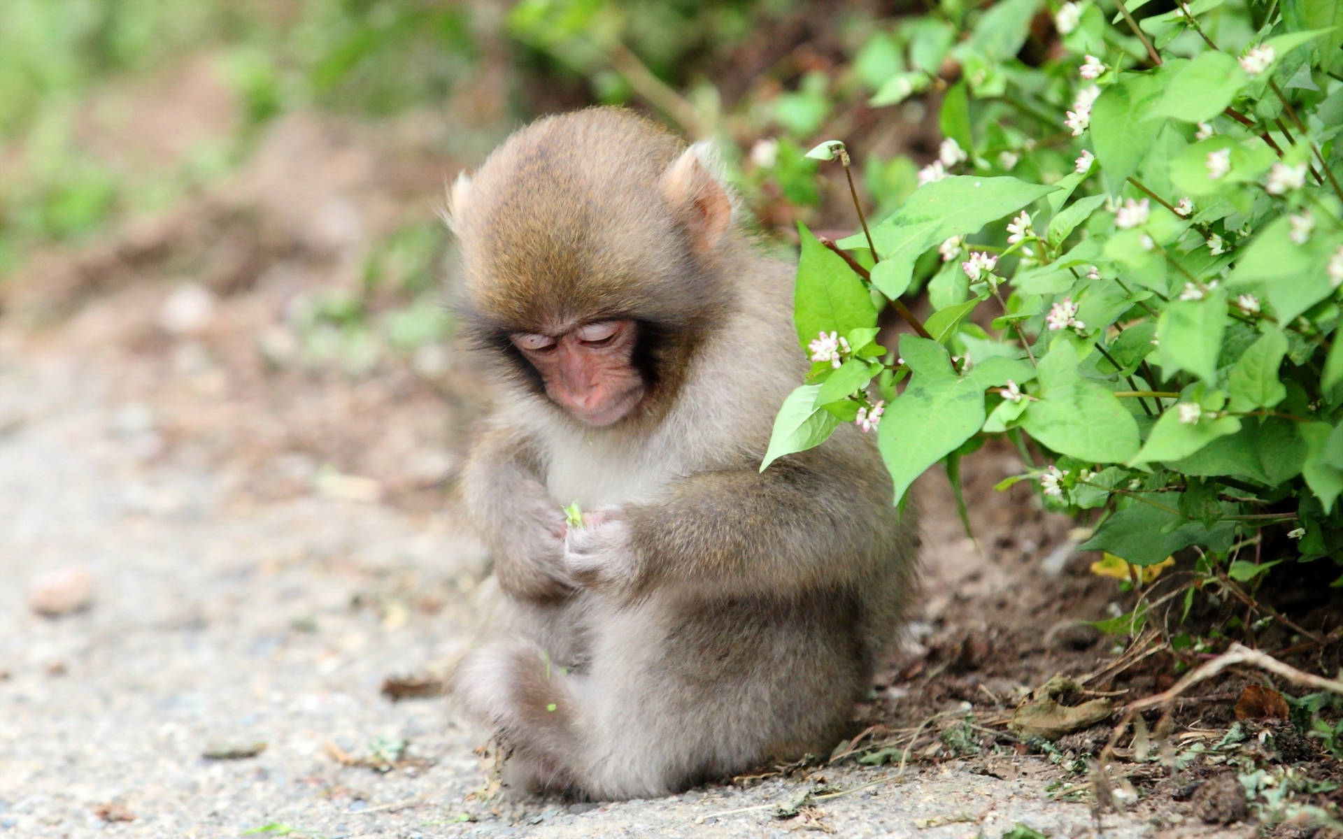 Cute Monkey Near Flower Plant