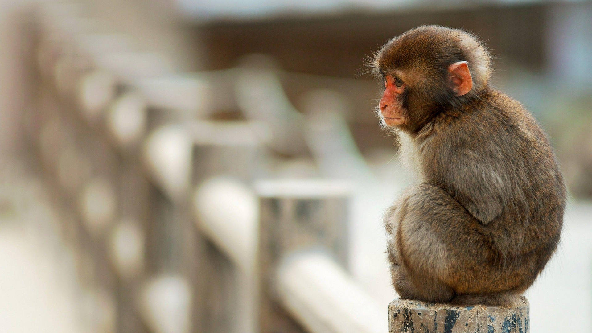 Cute Monkey On A Bridge Background