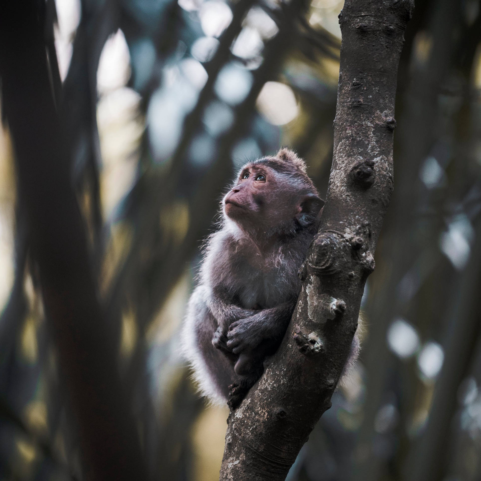 Cute Monkey On Tree Branch Background
