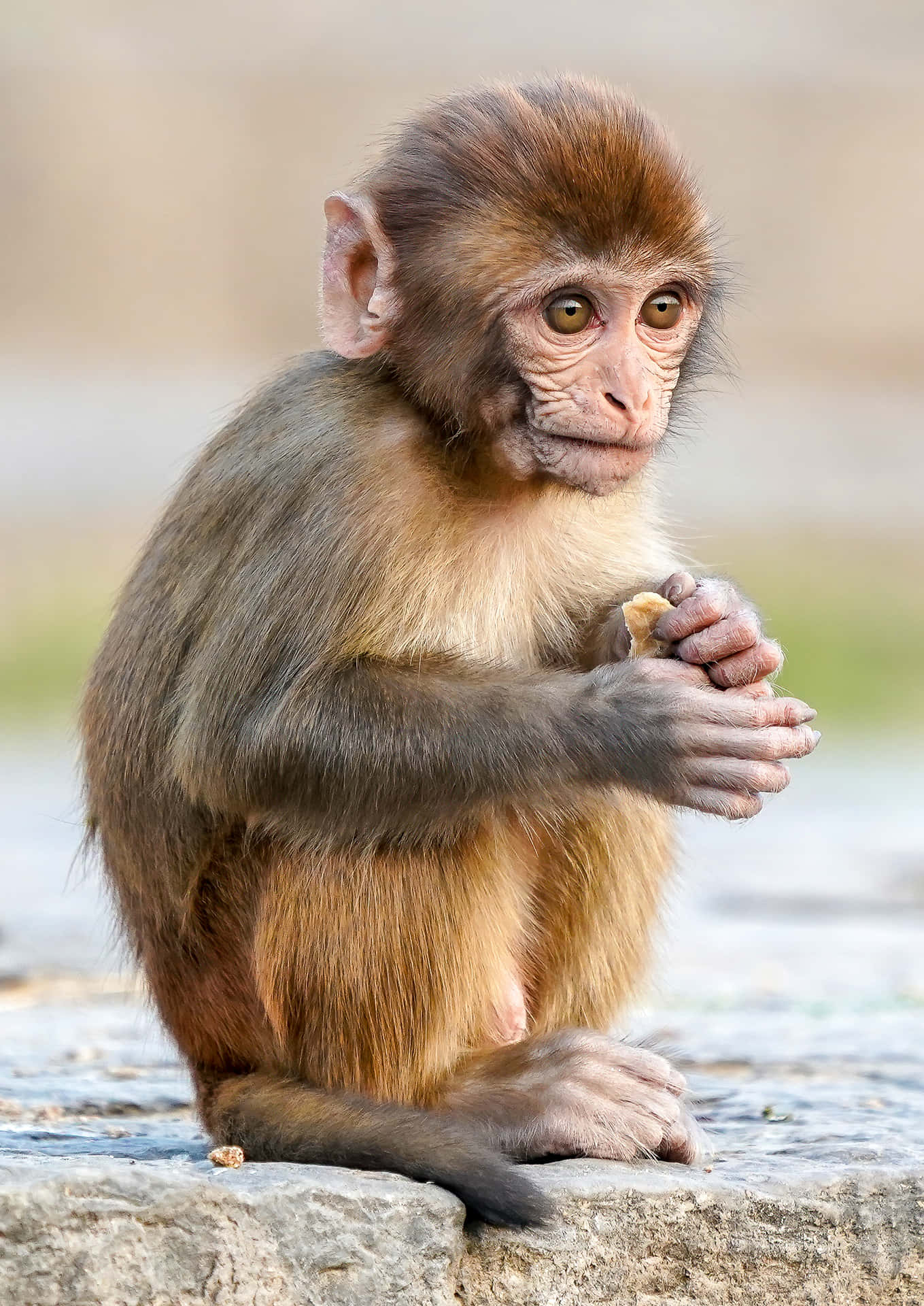 Cute Monkey Photo Holding Hand Background