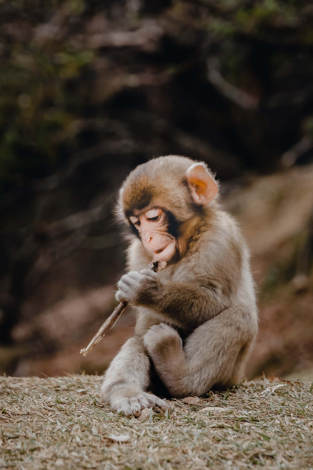 Cute Monkey Photo Holding Stick Background