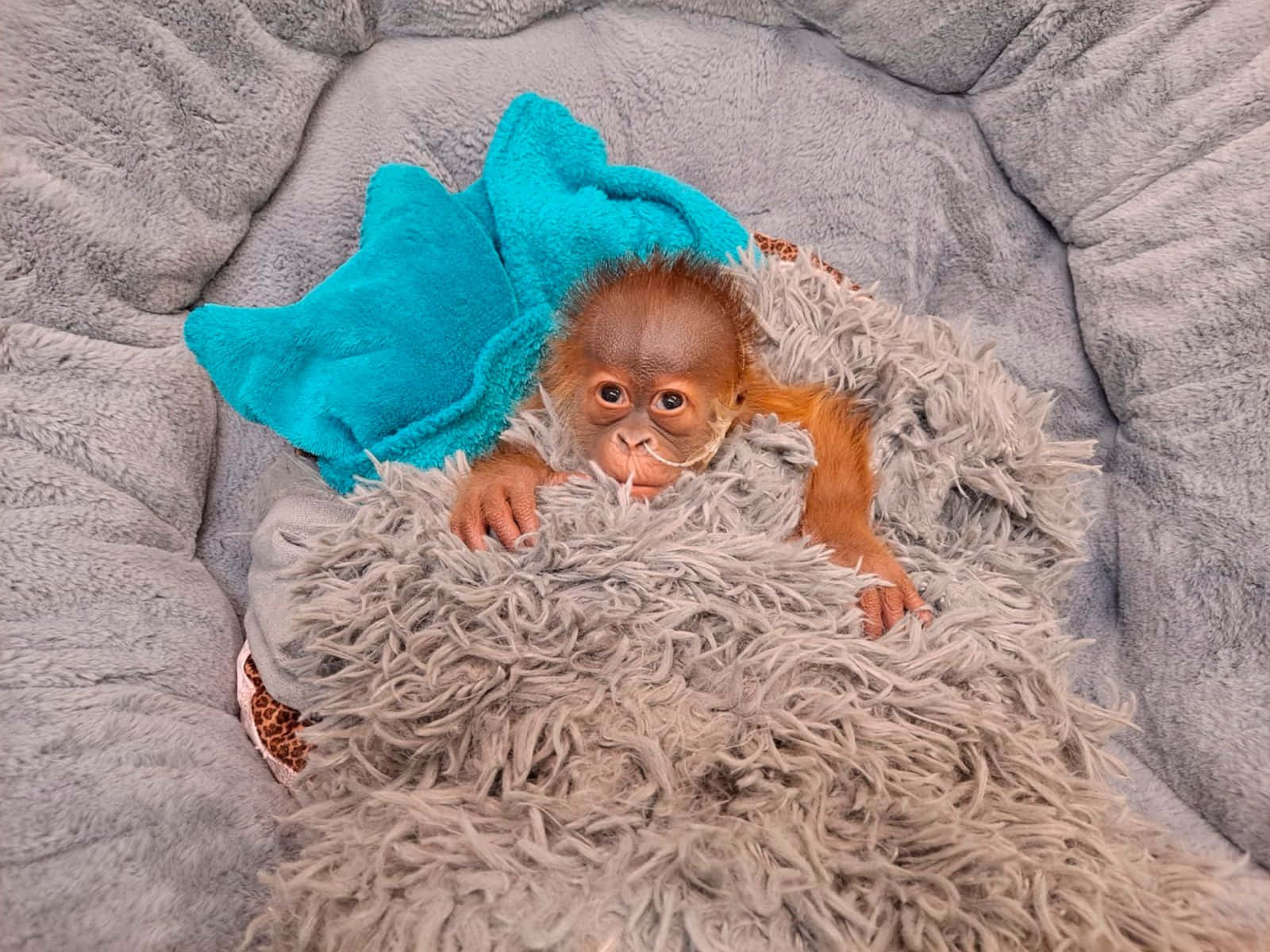 Cute Monkey Photo In Bed Background