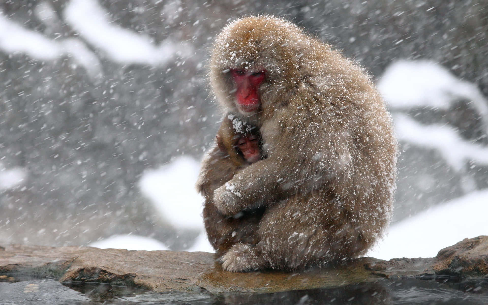 Cute Monkey Photo In Snow Background