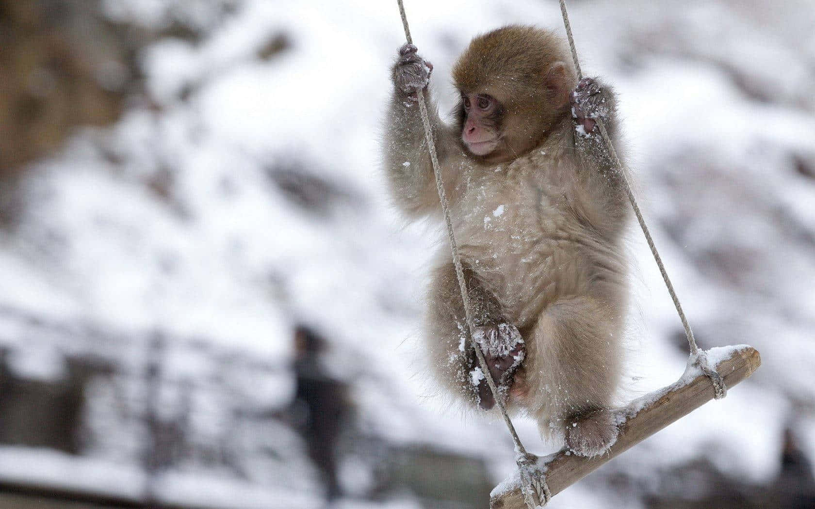 Cute Monkey Photo In Swinging Chair Background