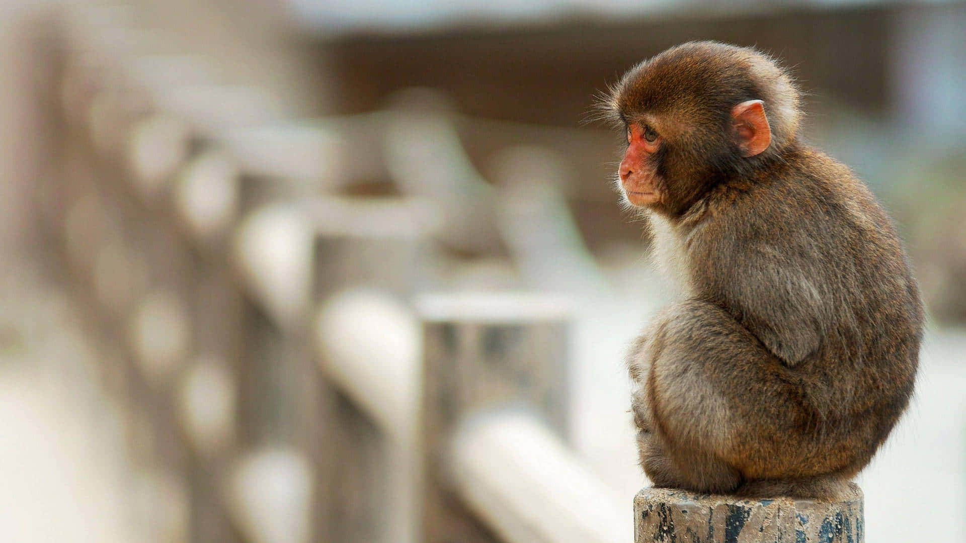 Cute Monkey Photo In The Bridge Background