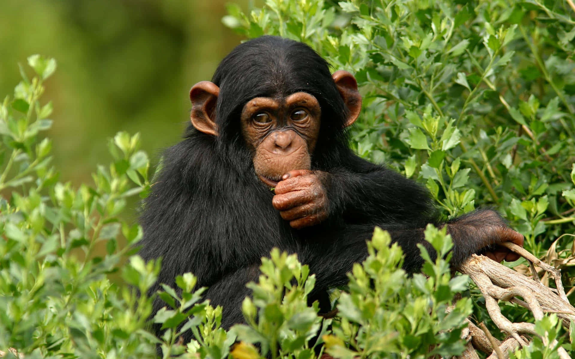 Cute Monkey Photo In The Shrub Background