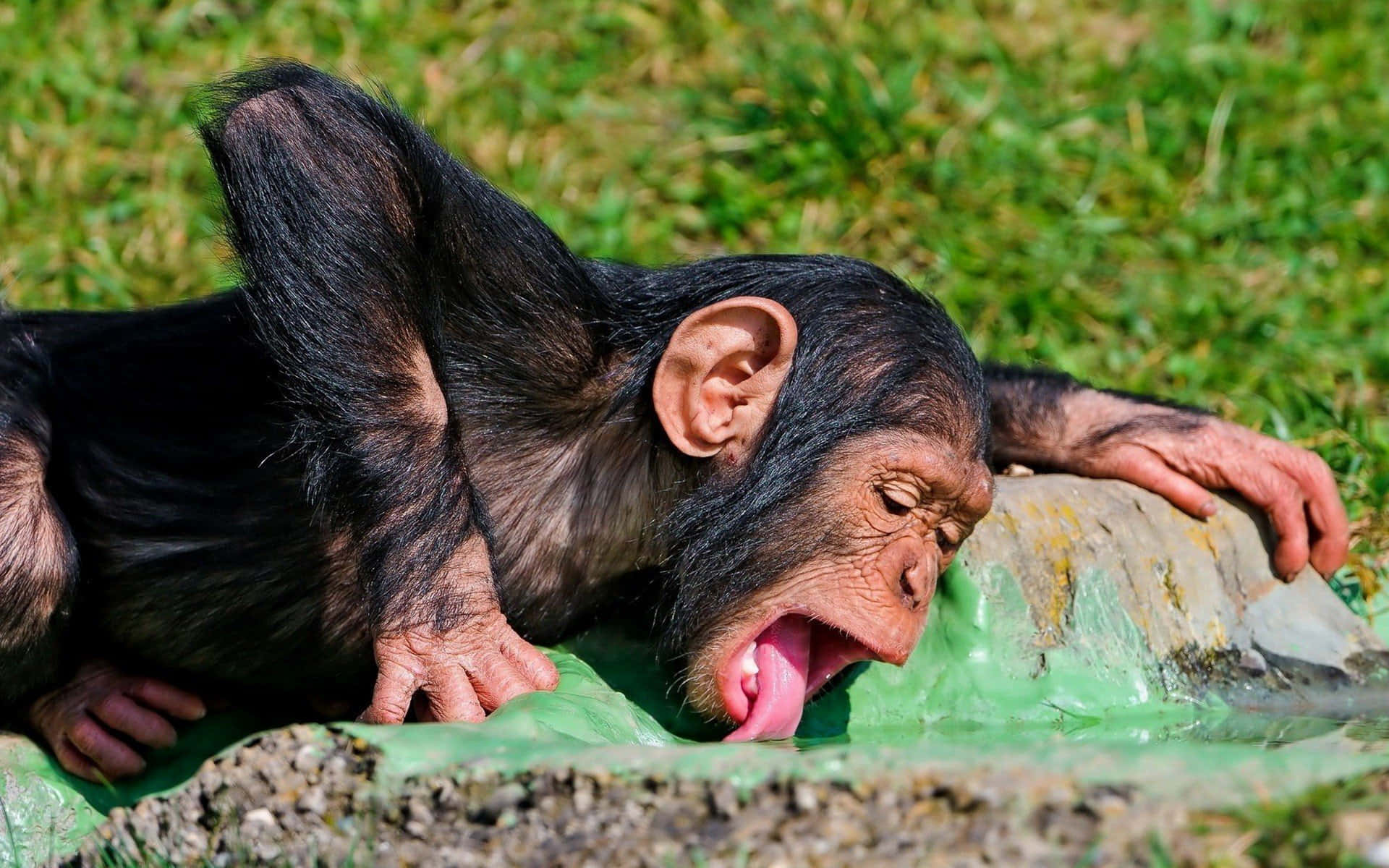 Cute Monkey Photo Licking Background