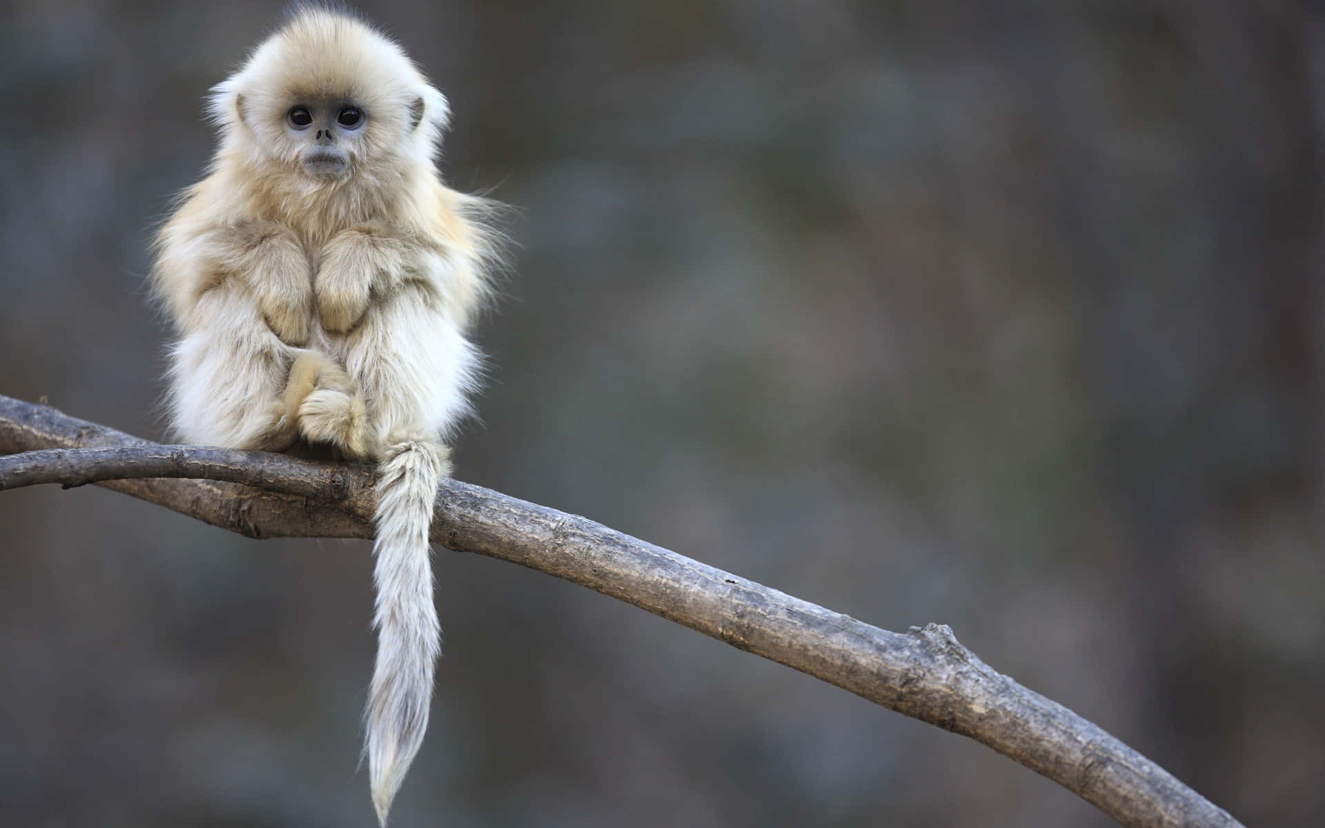 Cute Monkey Photo On A Branch Background