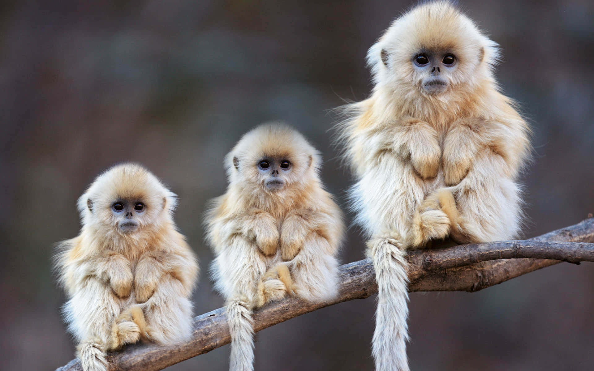 Cute Monkey Photo On A Twig Background