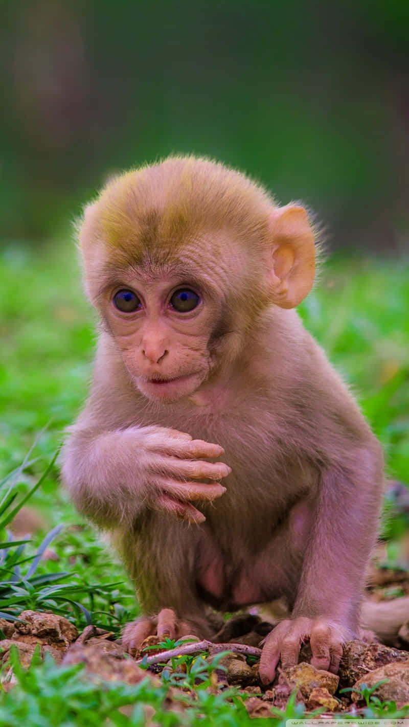 Cute Monkey Photo On Grass Background