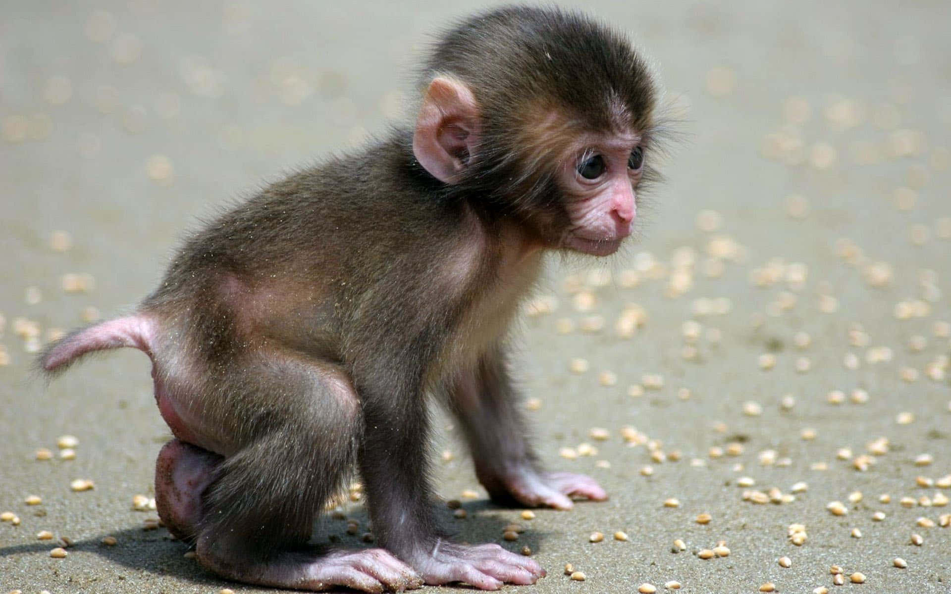 Cute Monkey Photo On The Ground Background