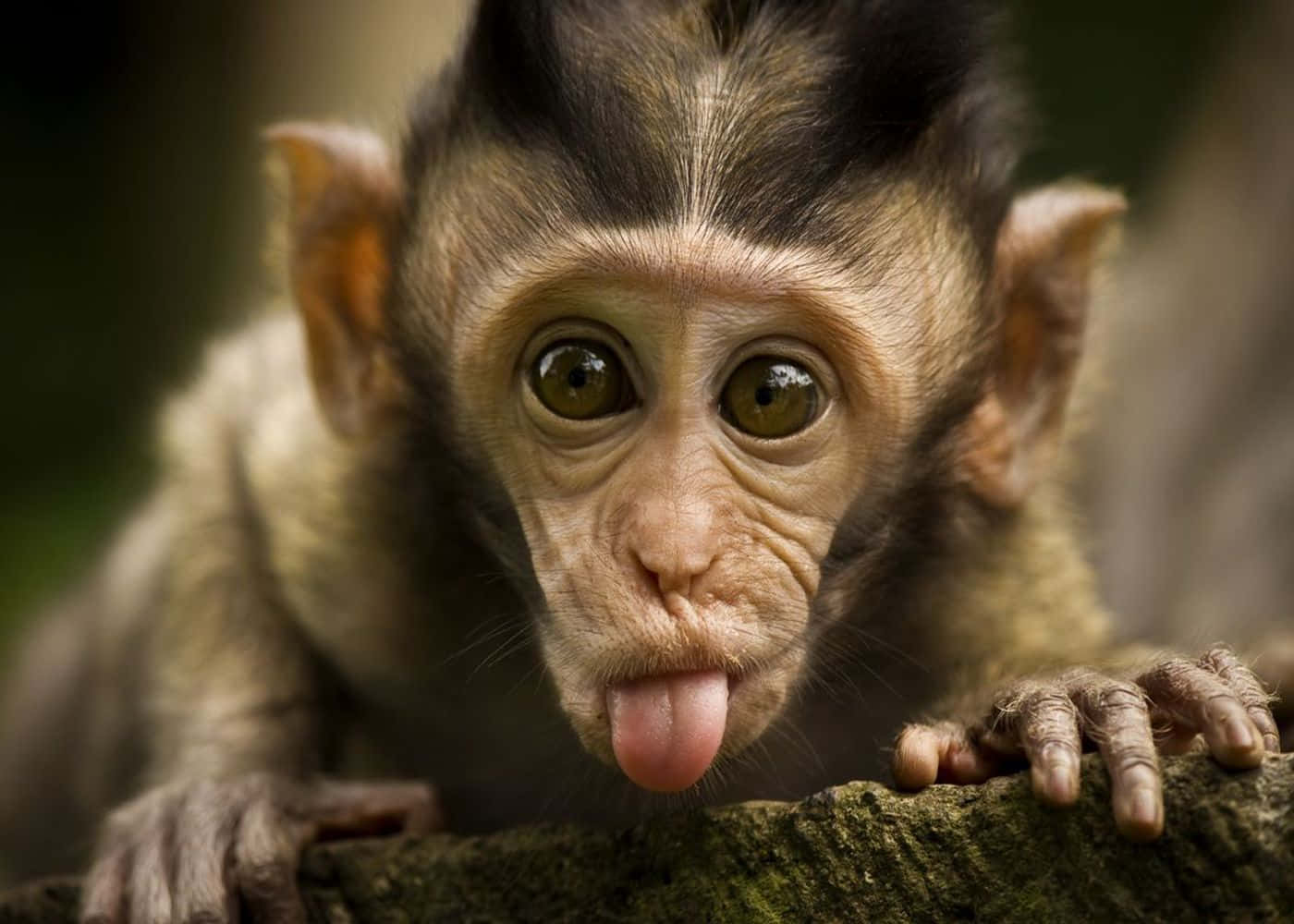 Cute Monkey Photo Sticking Tongue Background