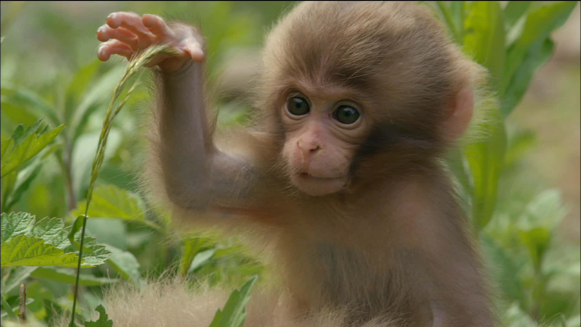 Cute Monkey Photo Touching Leaf Background