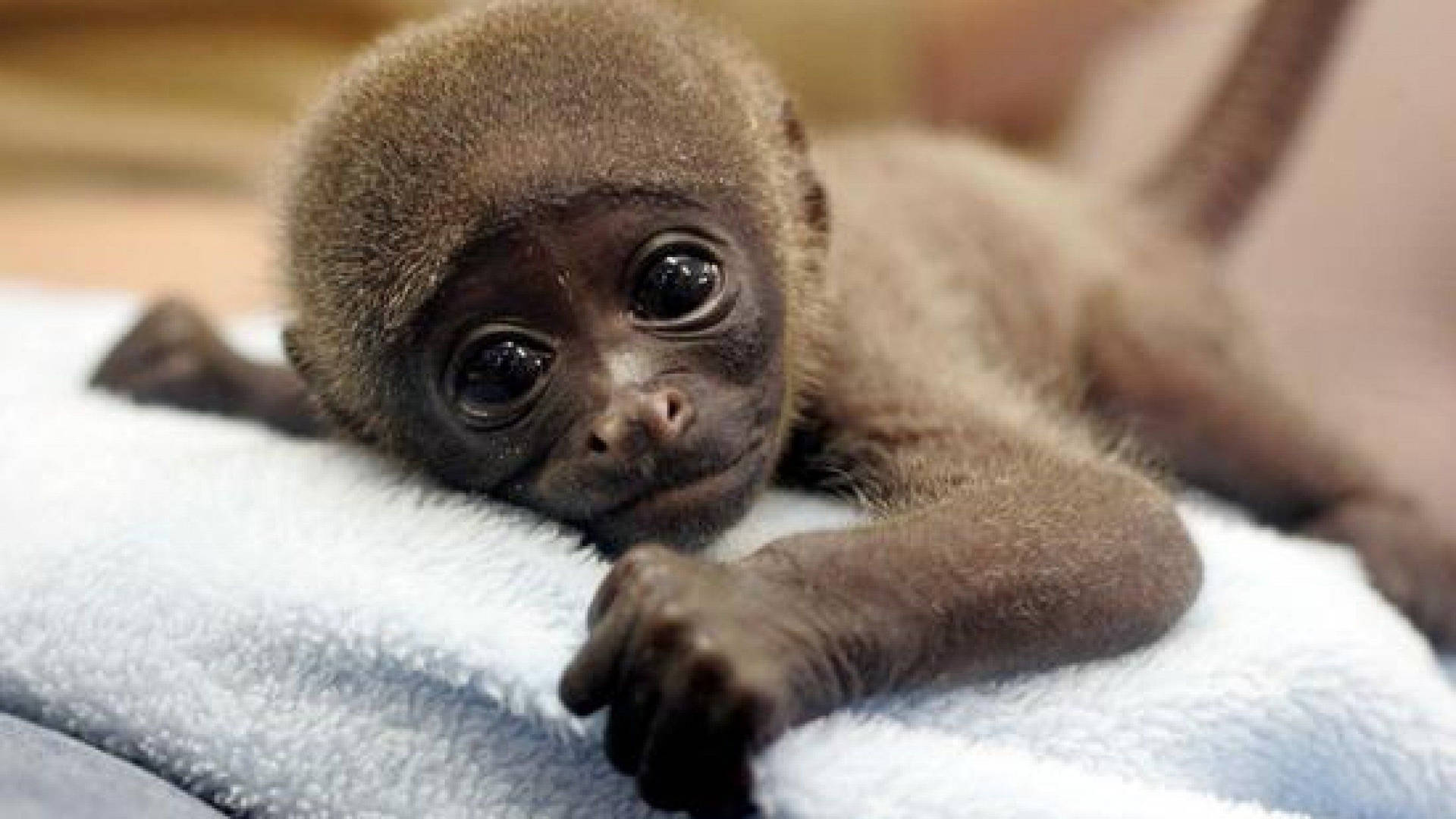 Cute Monkey Resting On A Towel Background