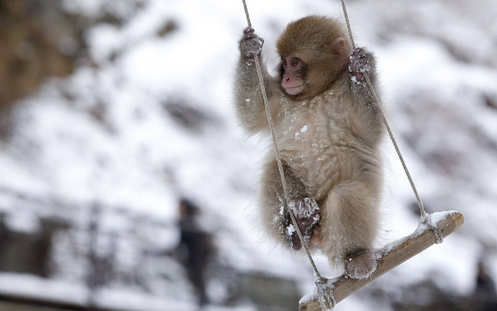 Cute Monkey Swinging Background