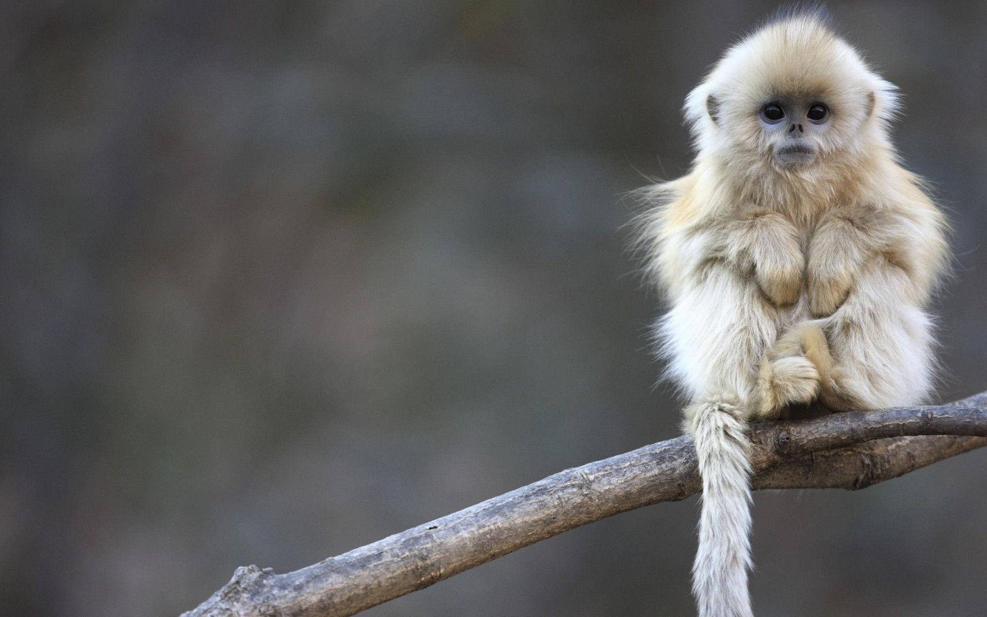 Cute Monkey With Cotton-like Hair