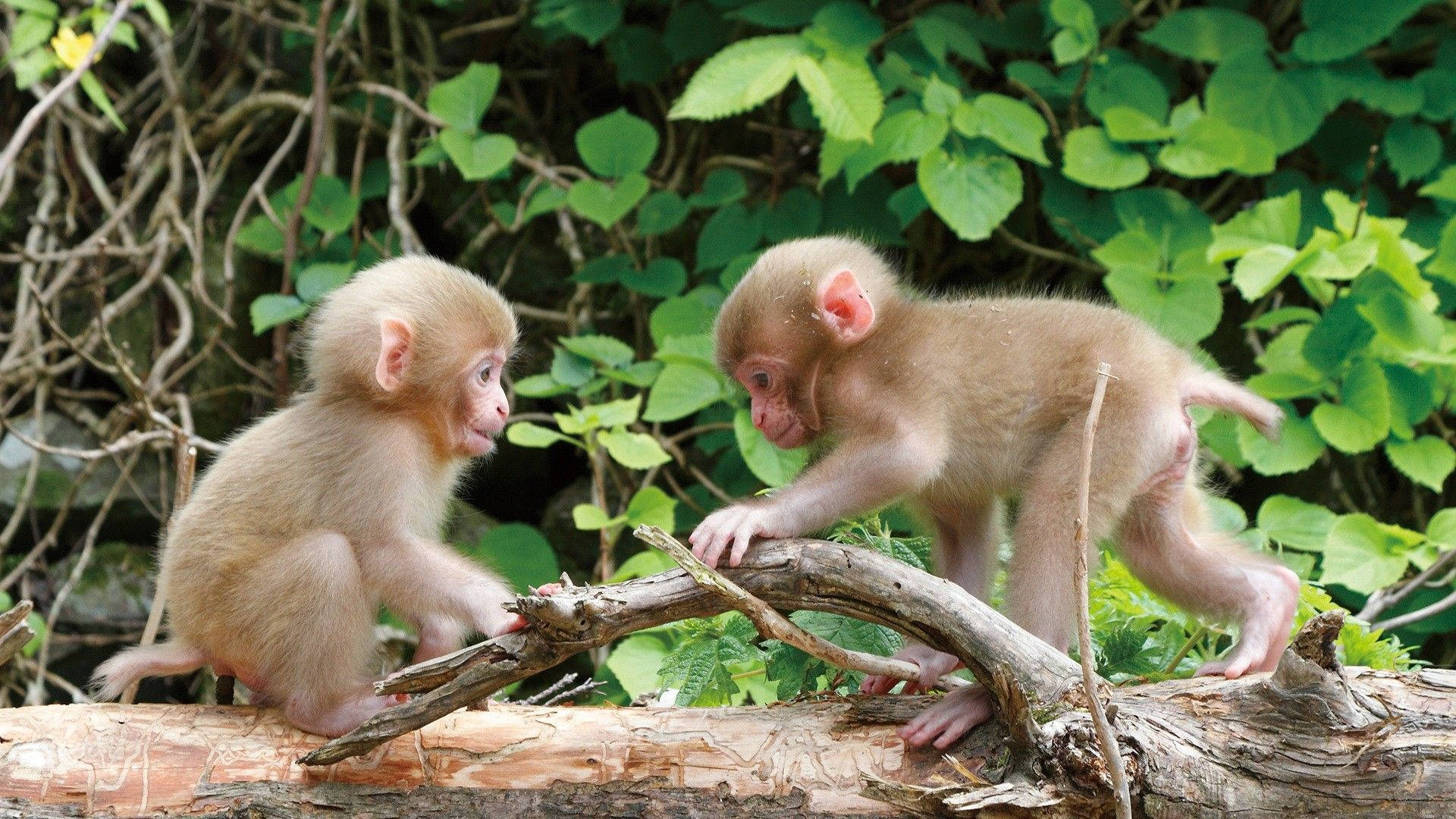 Cute Monkeys Playing Background