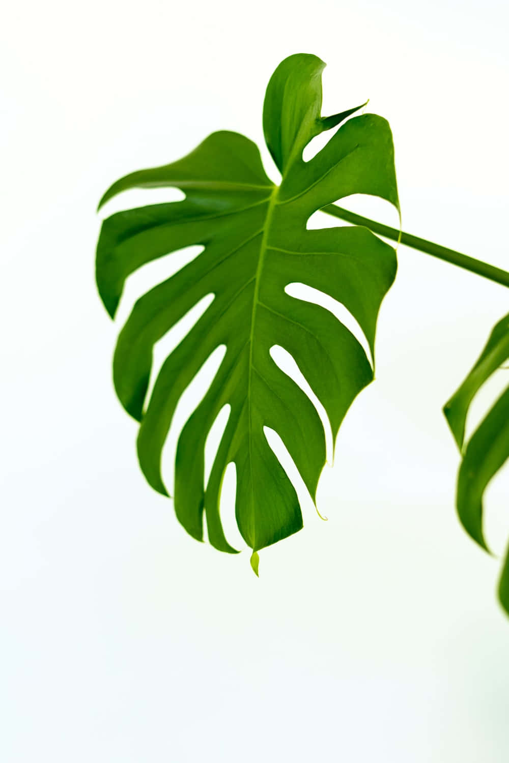 Cute Monstra Plant Leaf Background
