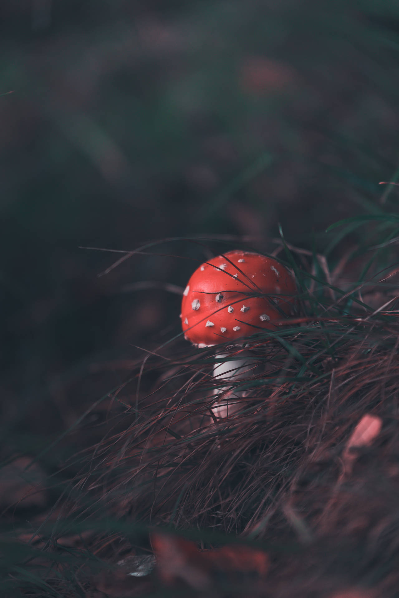 Cute Mushroom Fly Agaric With Round Cap Background