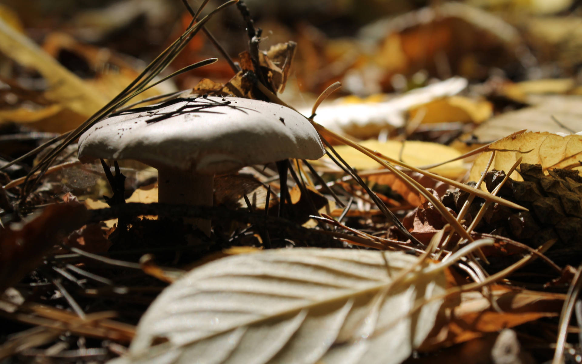 Cute Mushroom With Fallen Leaves Background