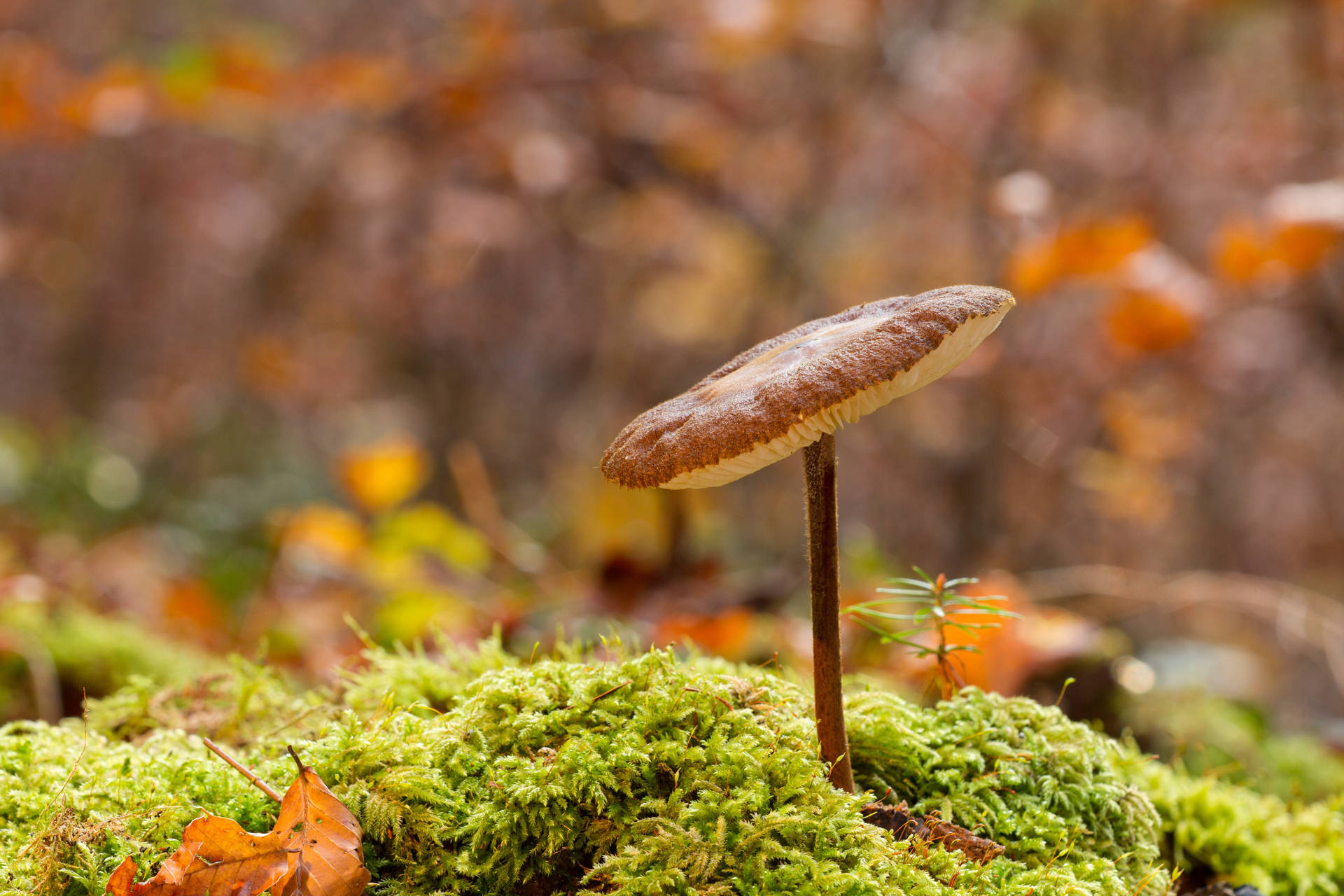 Cute Mushroom With Tilted Cap On Moss Background