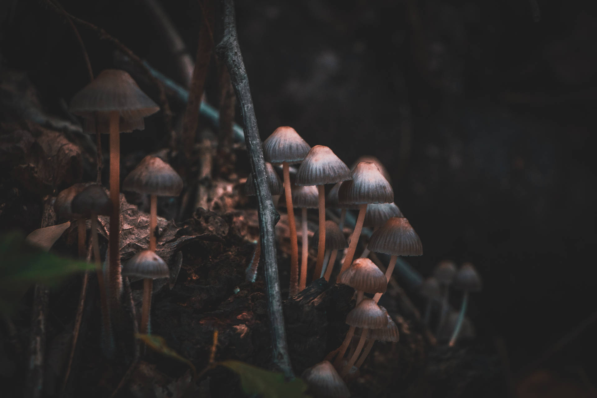 Cute Mushrooms Mycena Growing On Ground Background