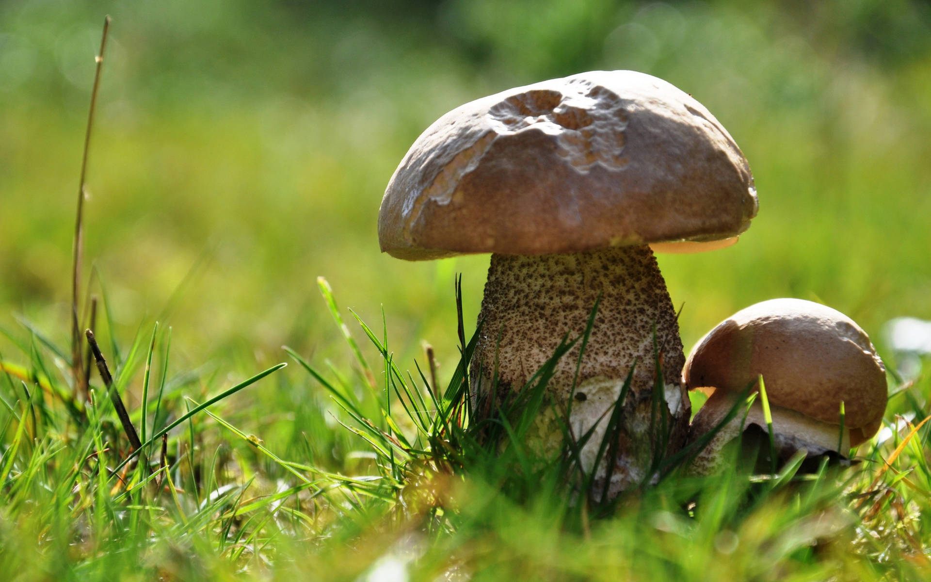 Cute Mushrooms Of Different Sizes On Grass Background