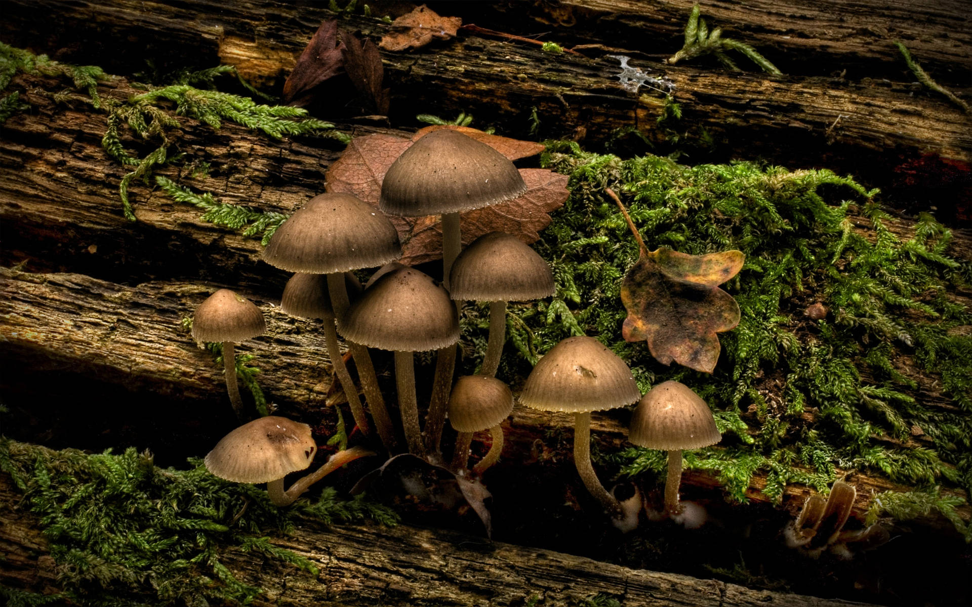 Cute Mushrooms On Wood And Moss Background