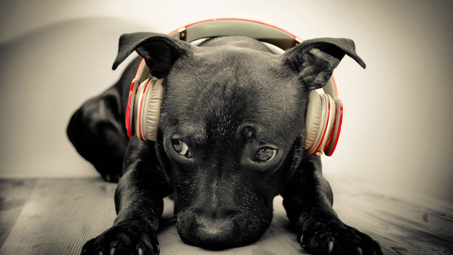 Cute Music Black Bull Terrier Dog Background