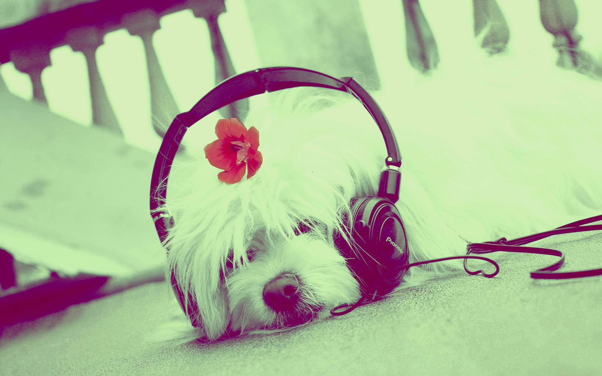 Cute Music Dog With Headphones