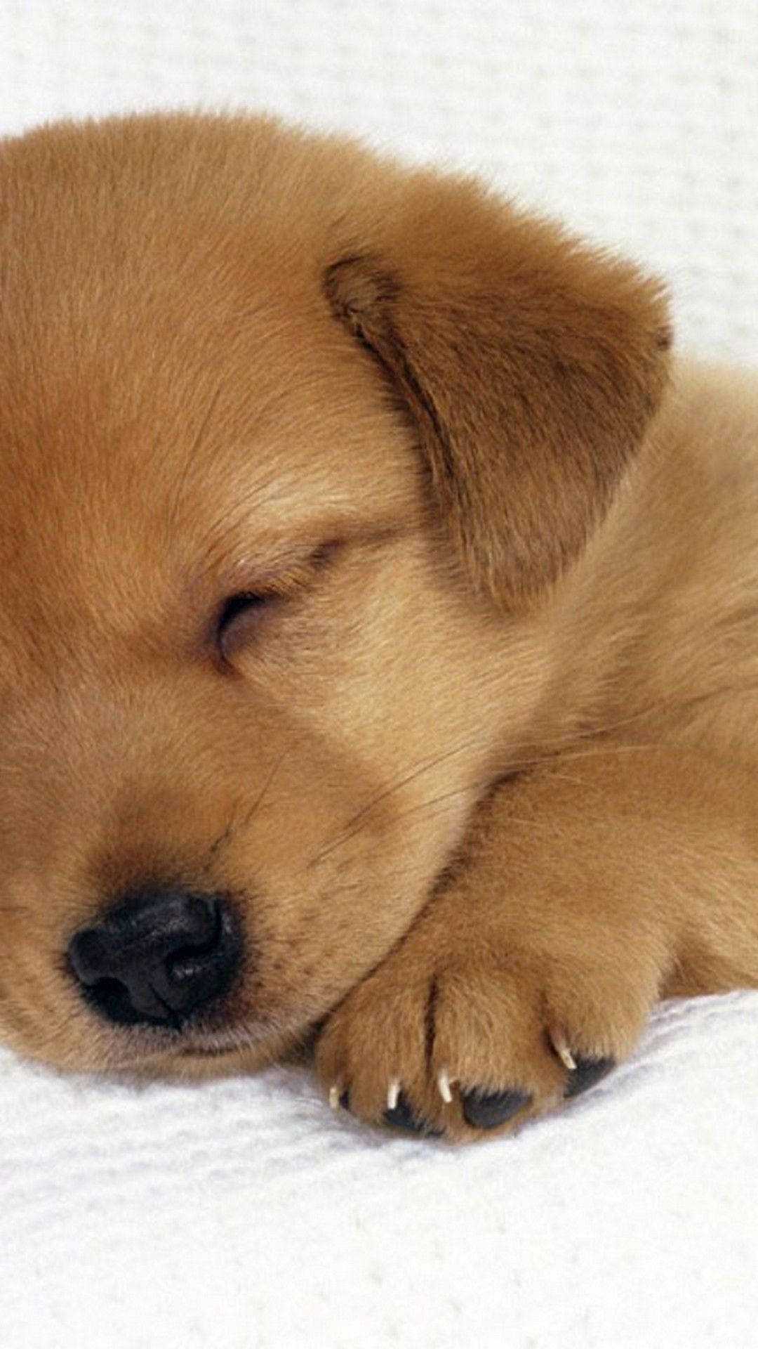 Cute Napping Brown Puppy Background