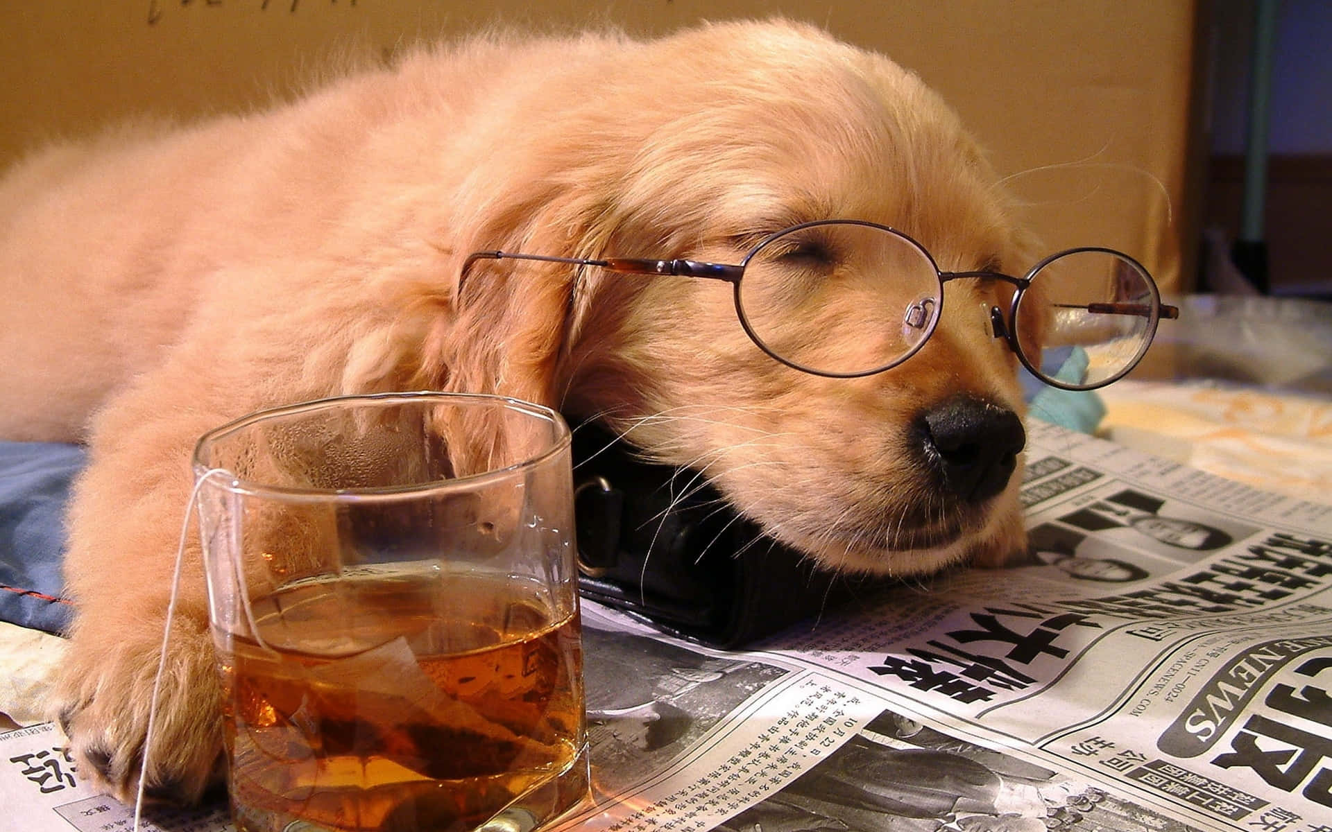 Cute Nerdy Small Dog Golden Retriever