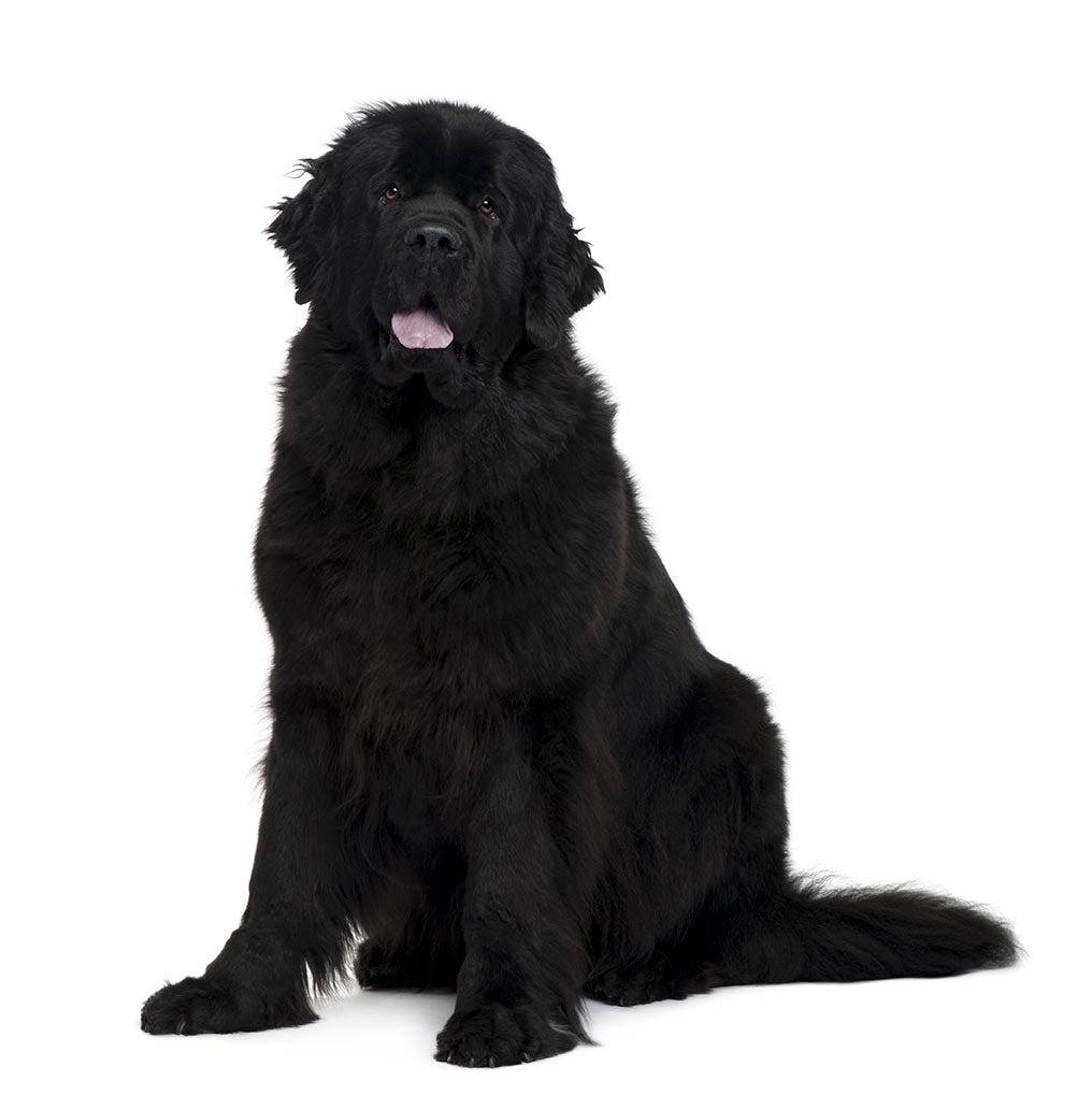 Cute Newfoundland Dog Background