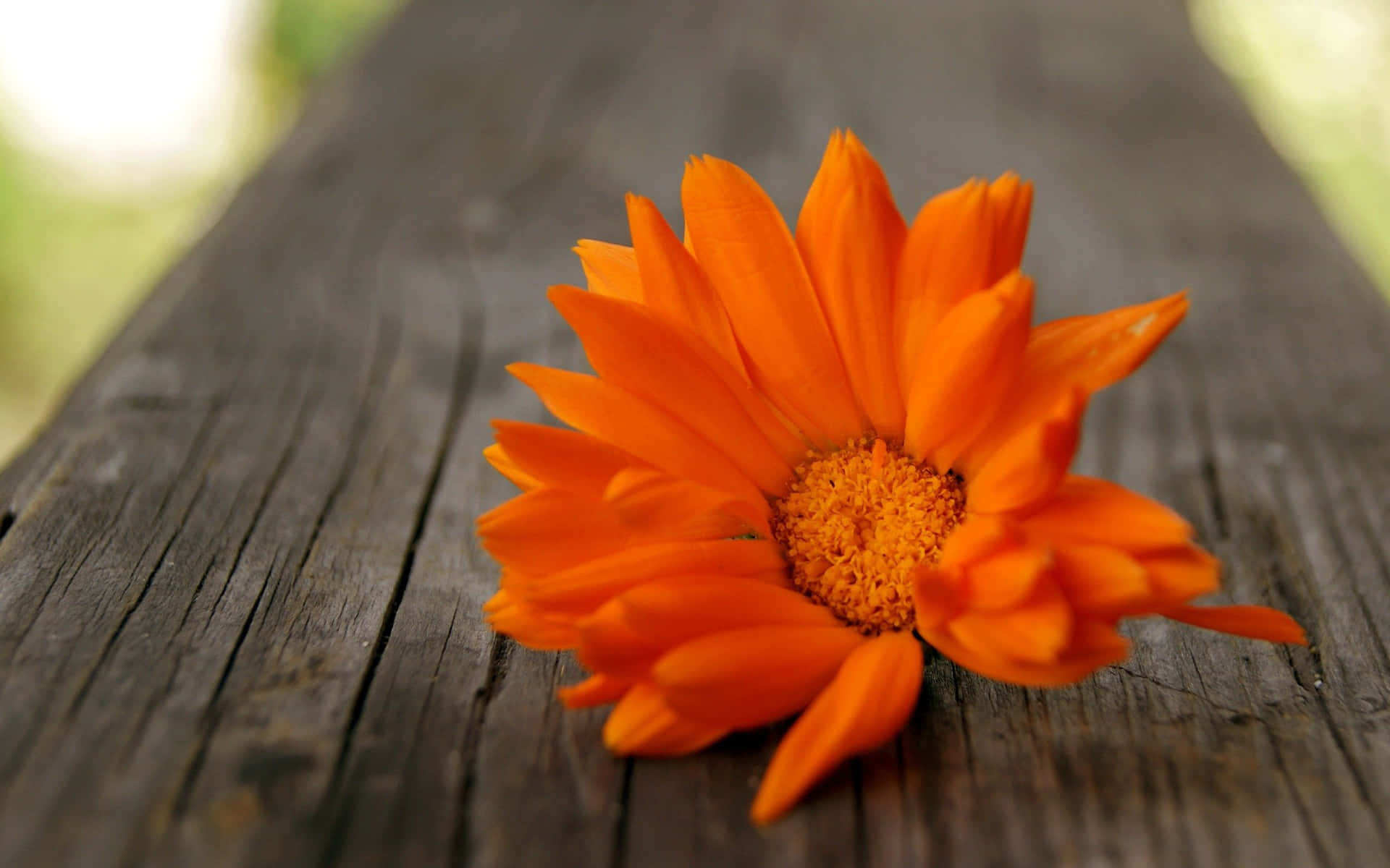 Cute Orange Flower On A Bench Background