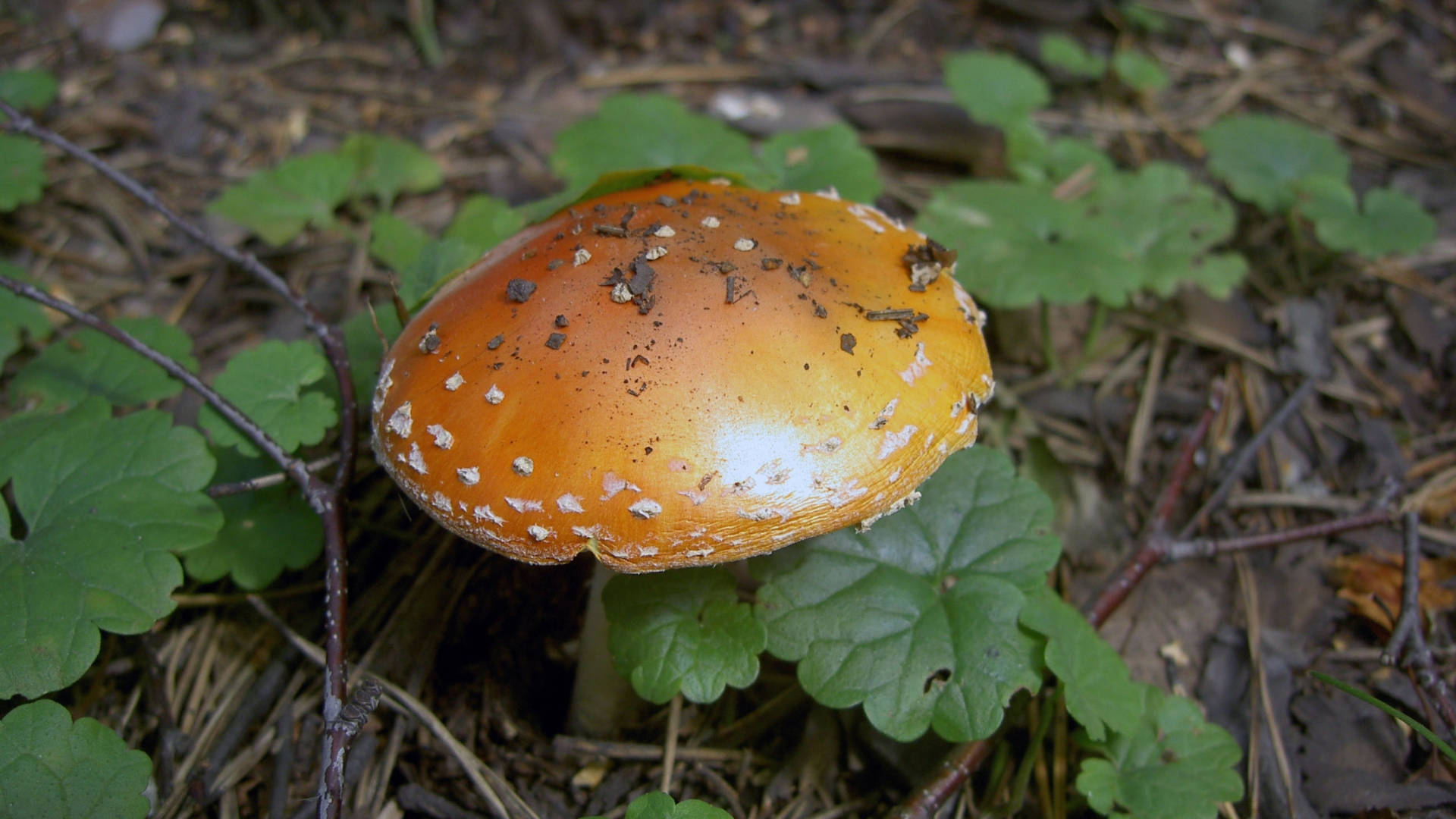 Cute Orange Mushroom With Big Leaves Background