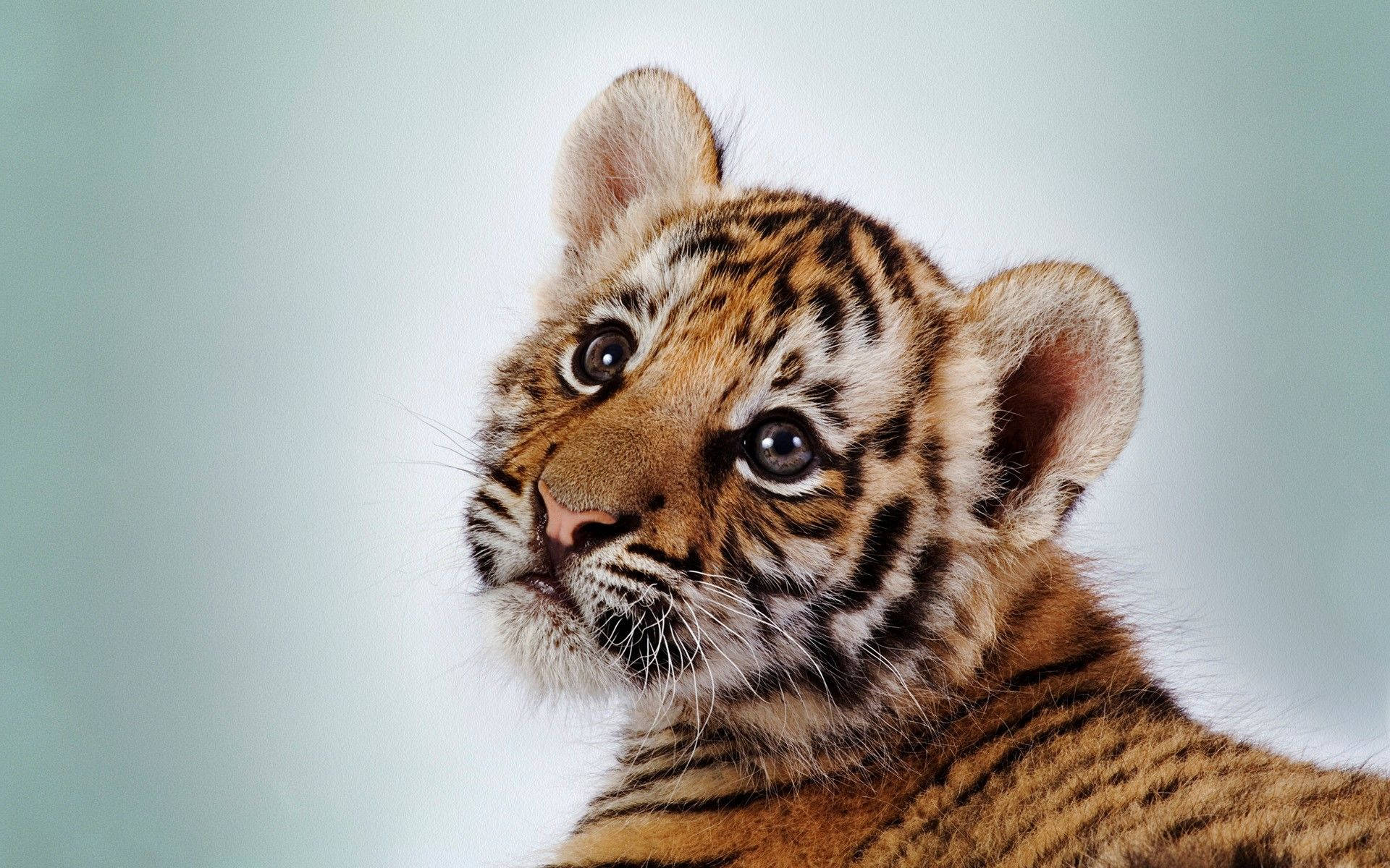 Cute Orange Tiger Cub Background