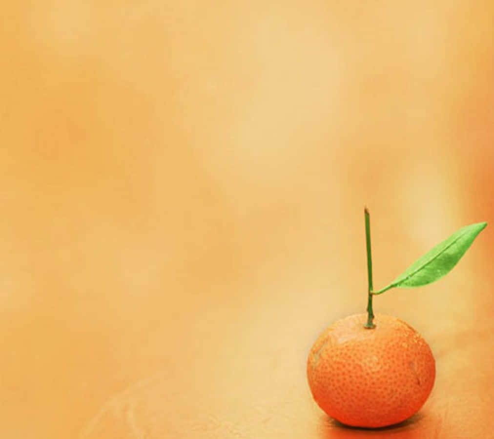 Cute Orange With A Long Stem Background