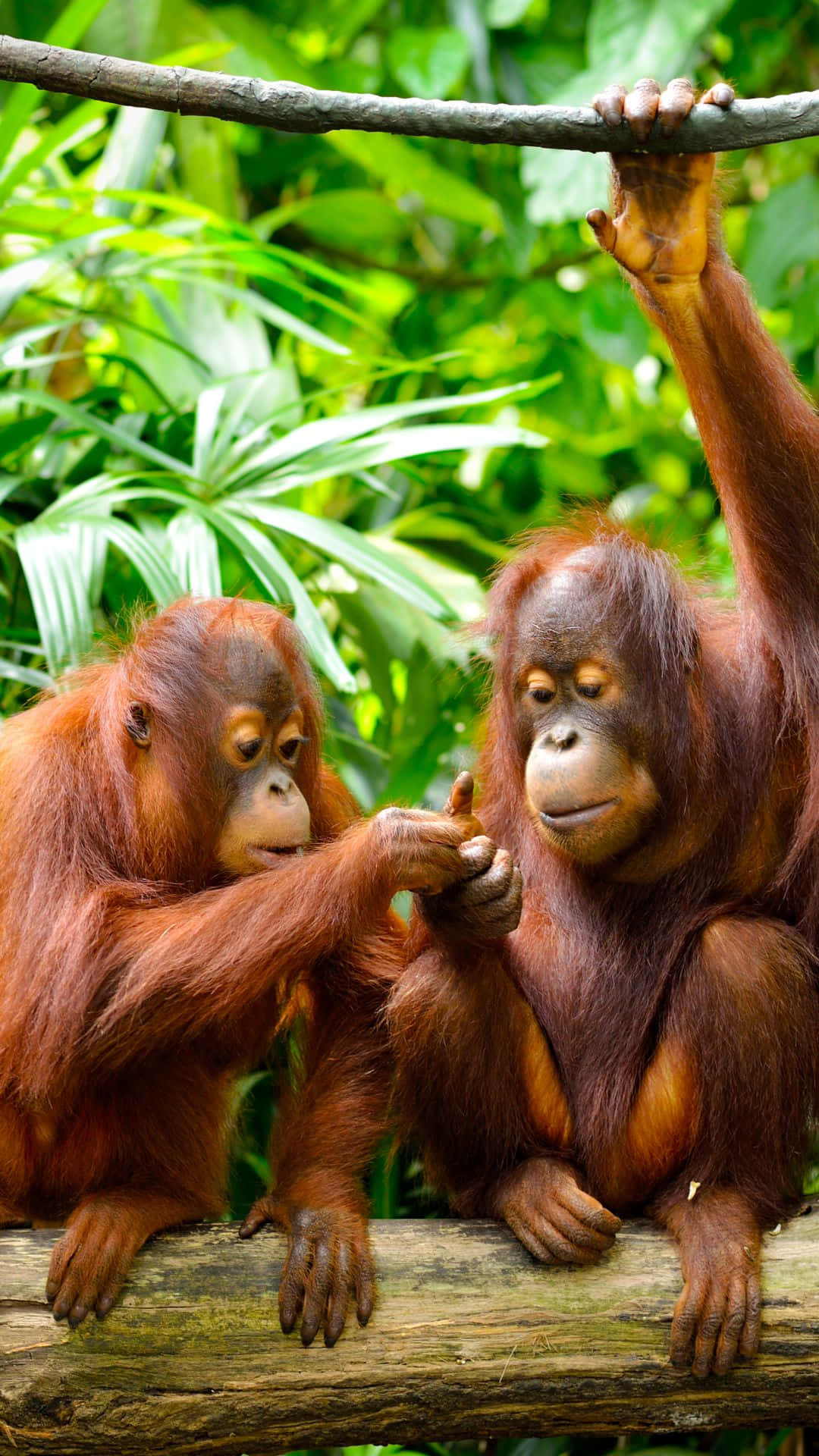 Cute Orange Young Orangutans Background