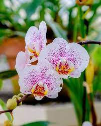 Cute Orchid Flowers Background