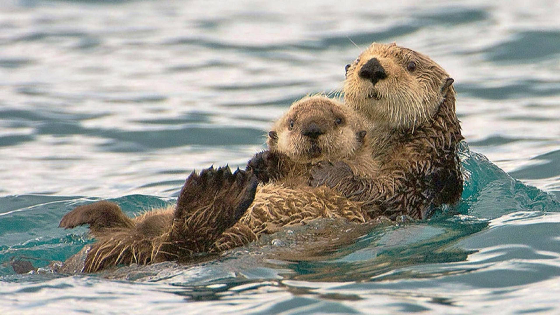 Cute Otter Family