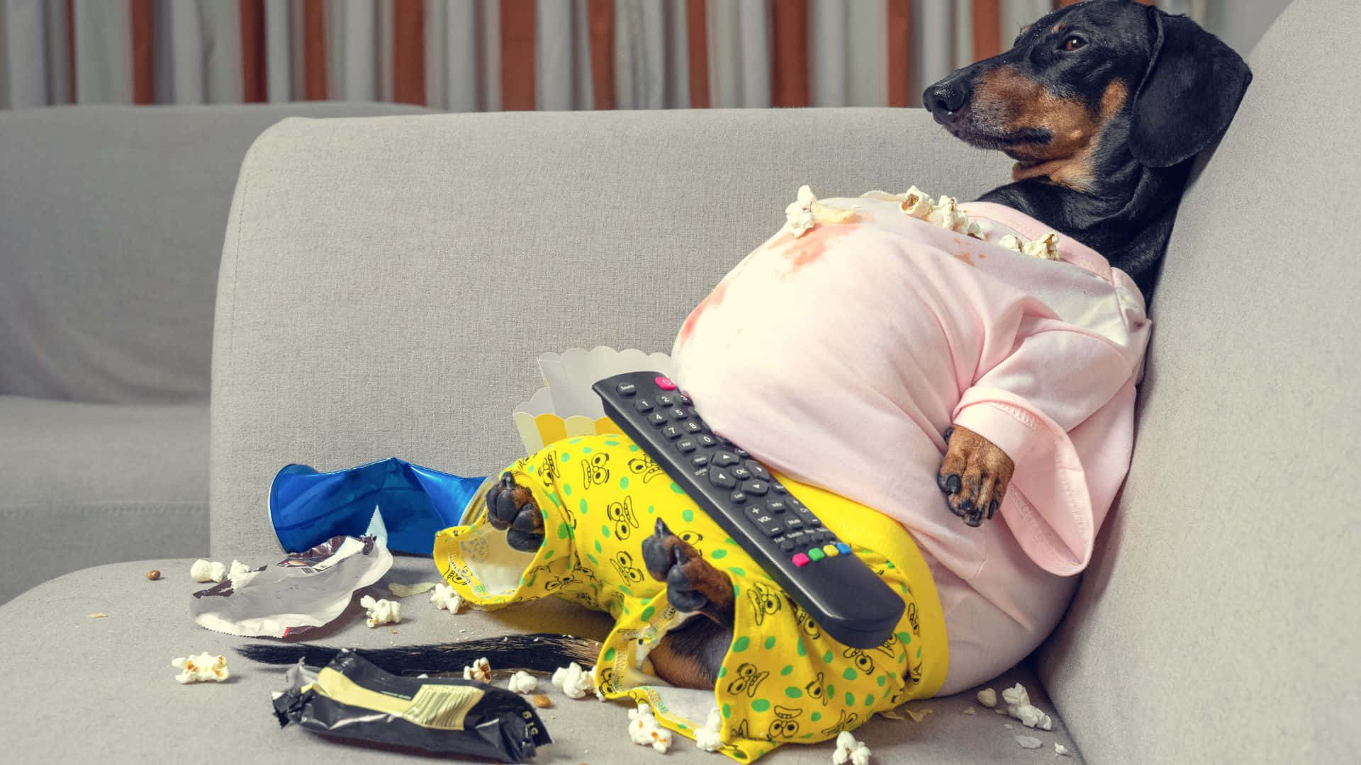 Cute Overweight Dog Lounging Outdoors