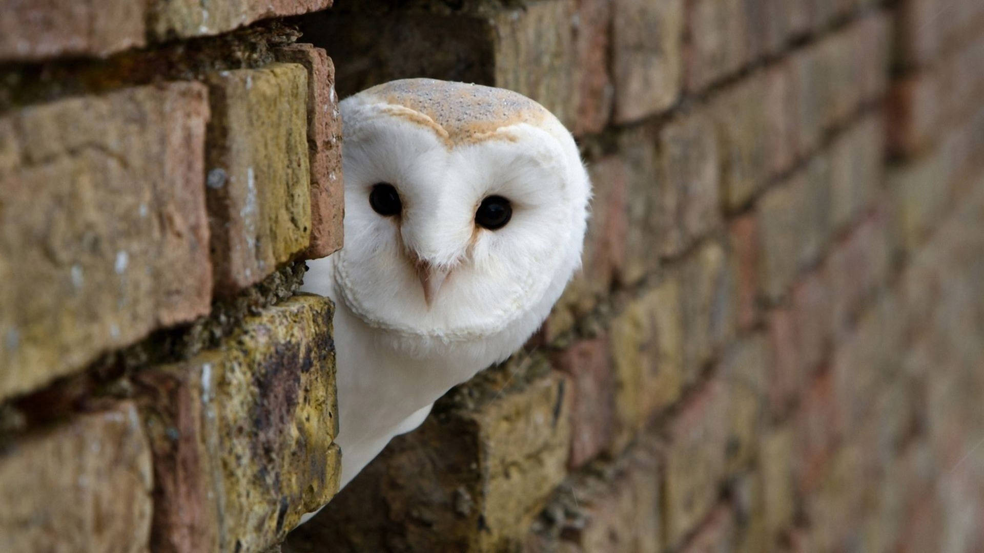Cute Owl At Brick Wall Background