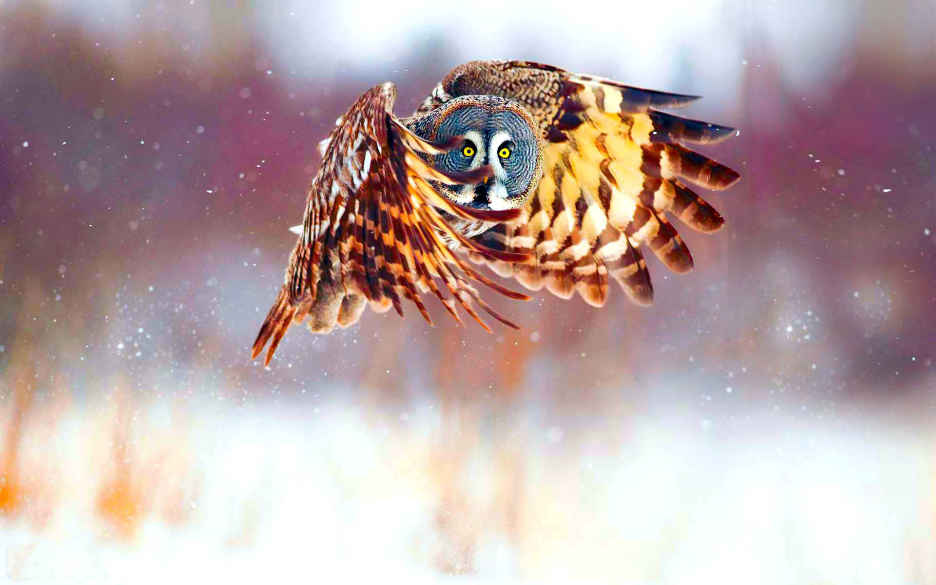 Cute Owl In Flight Background