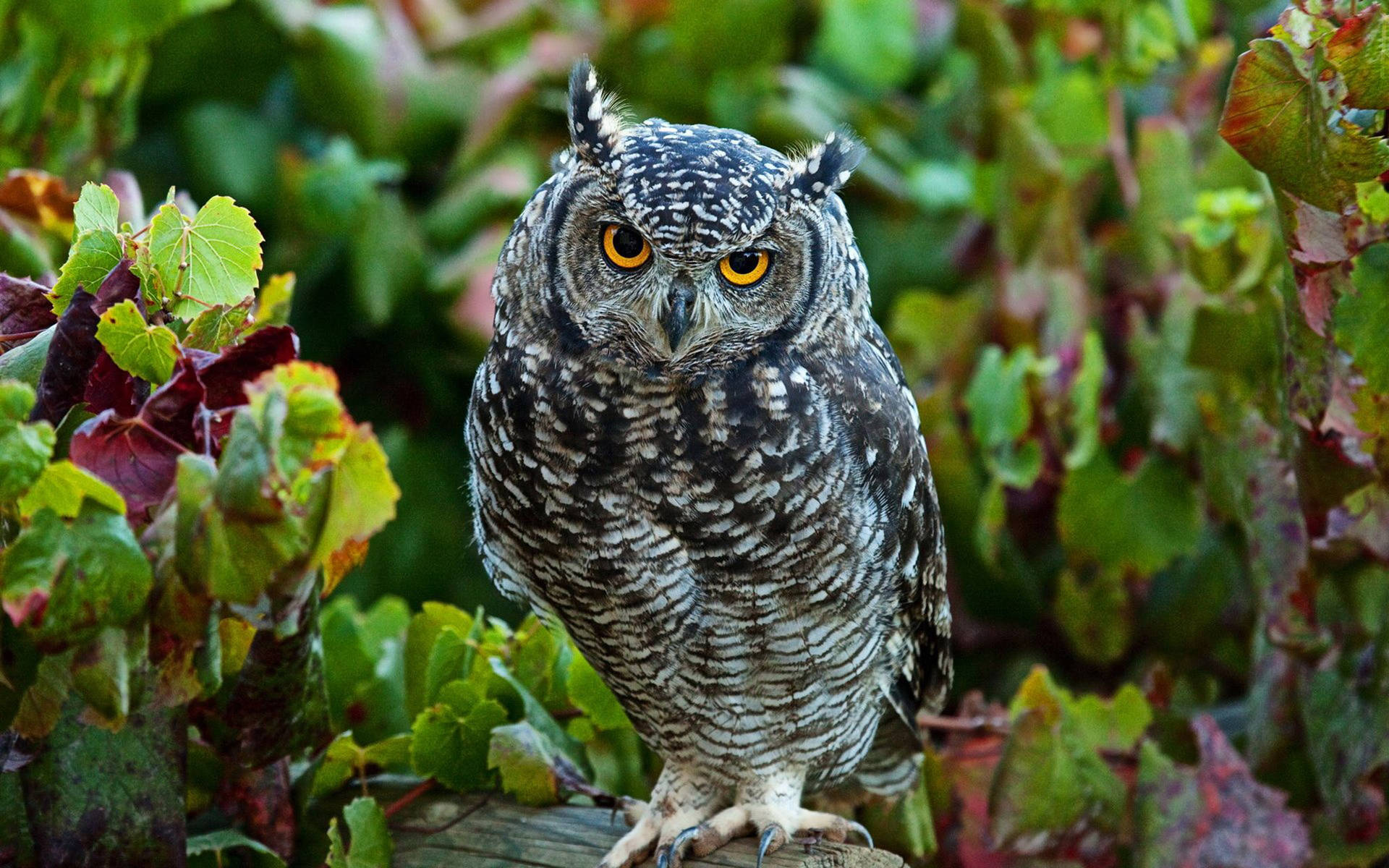 Cute Owl In Vineyard Background