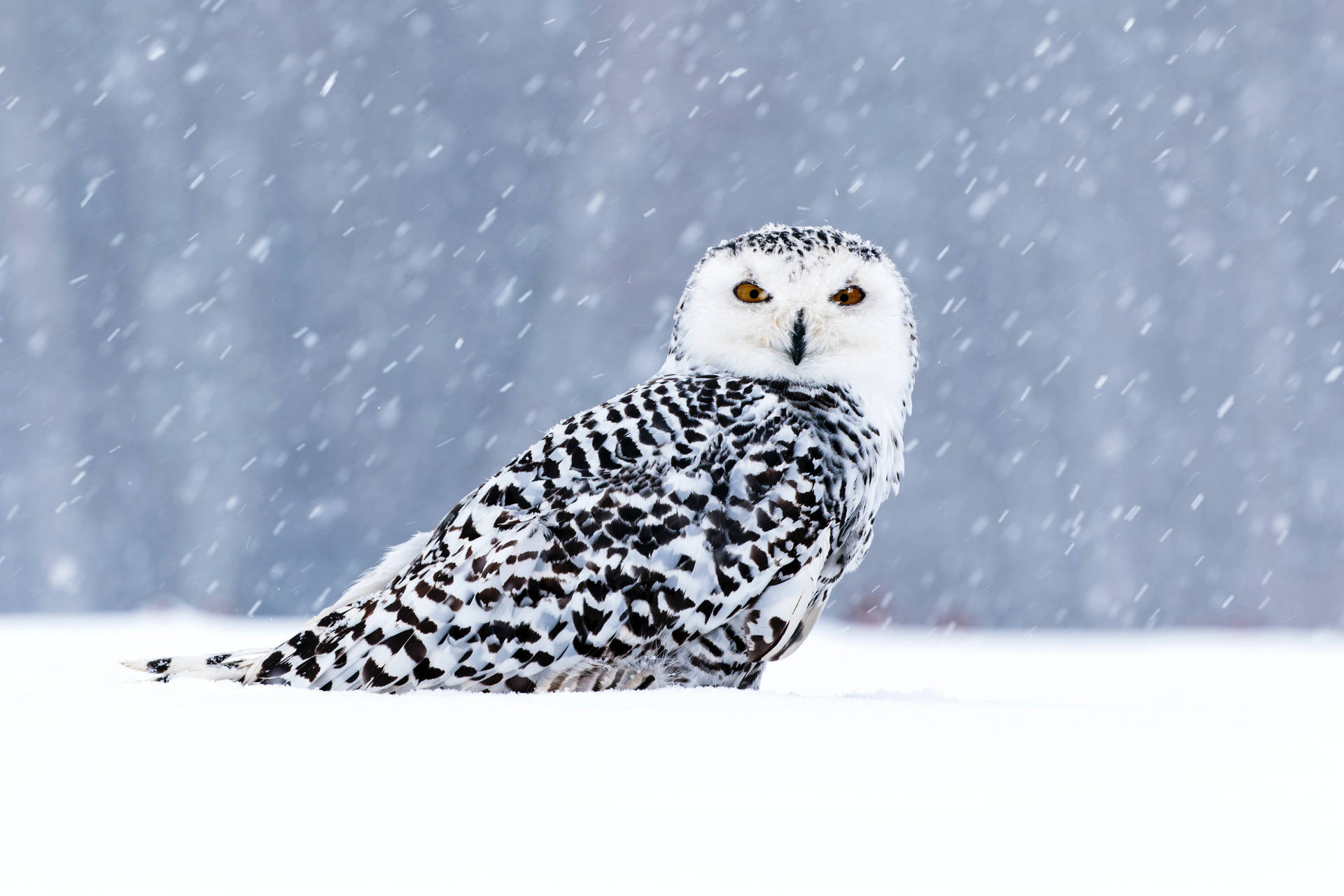 Cute Owl In Winter Background