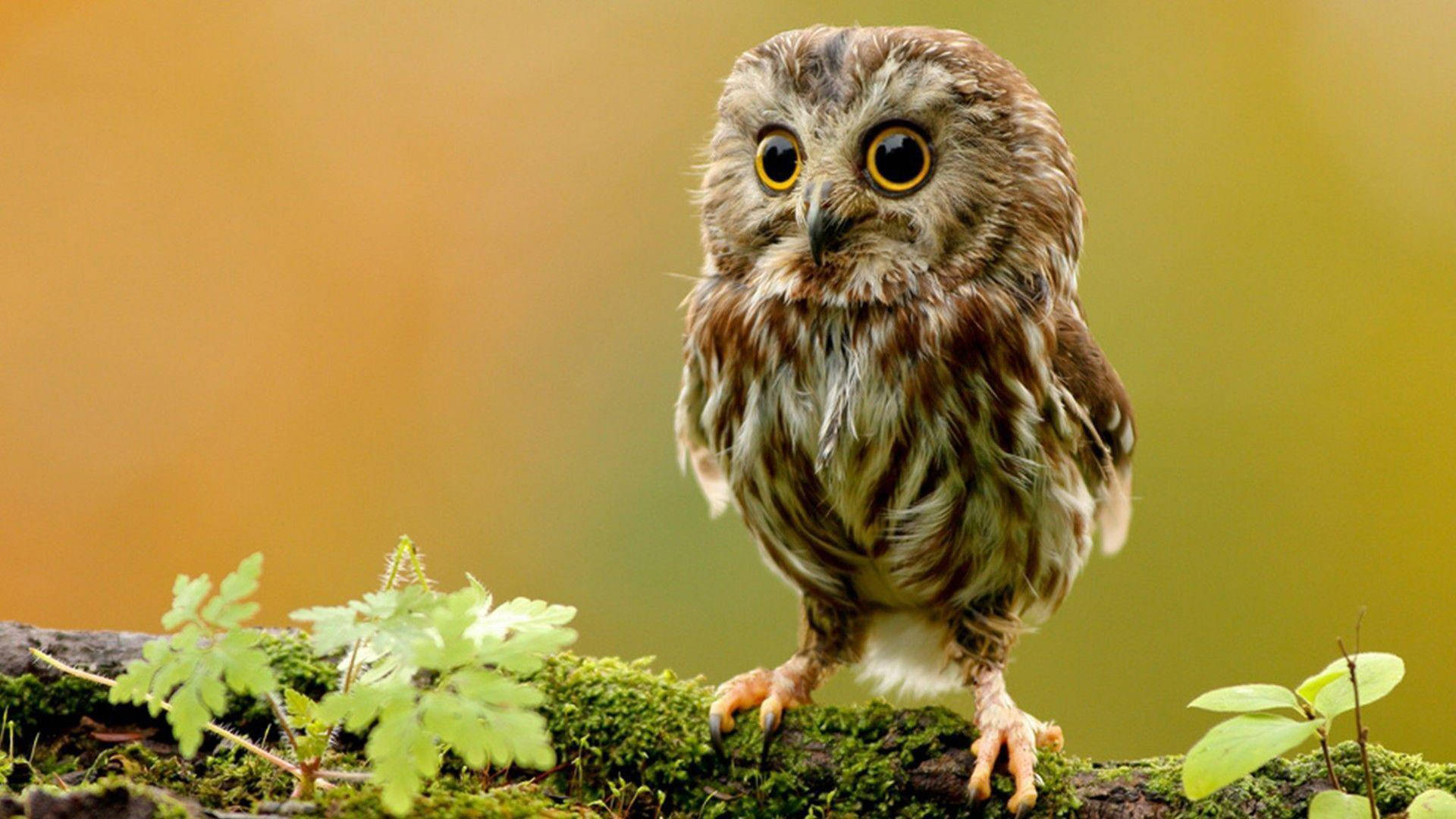 Cute Owl Macro Shot Background