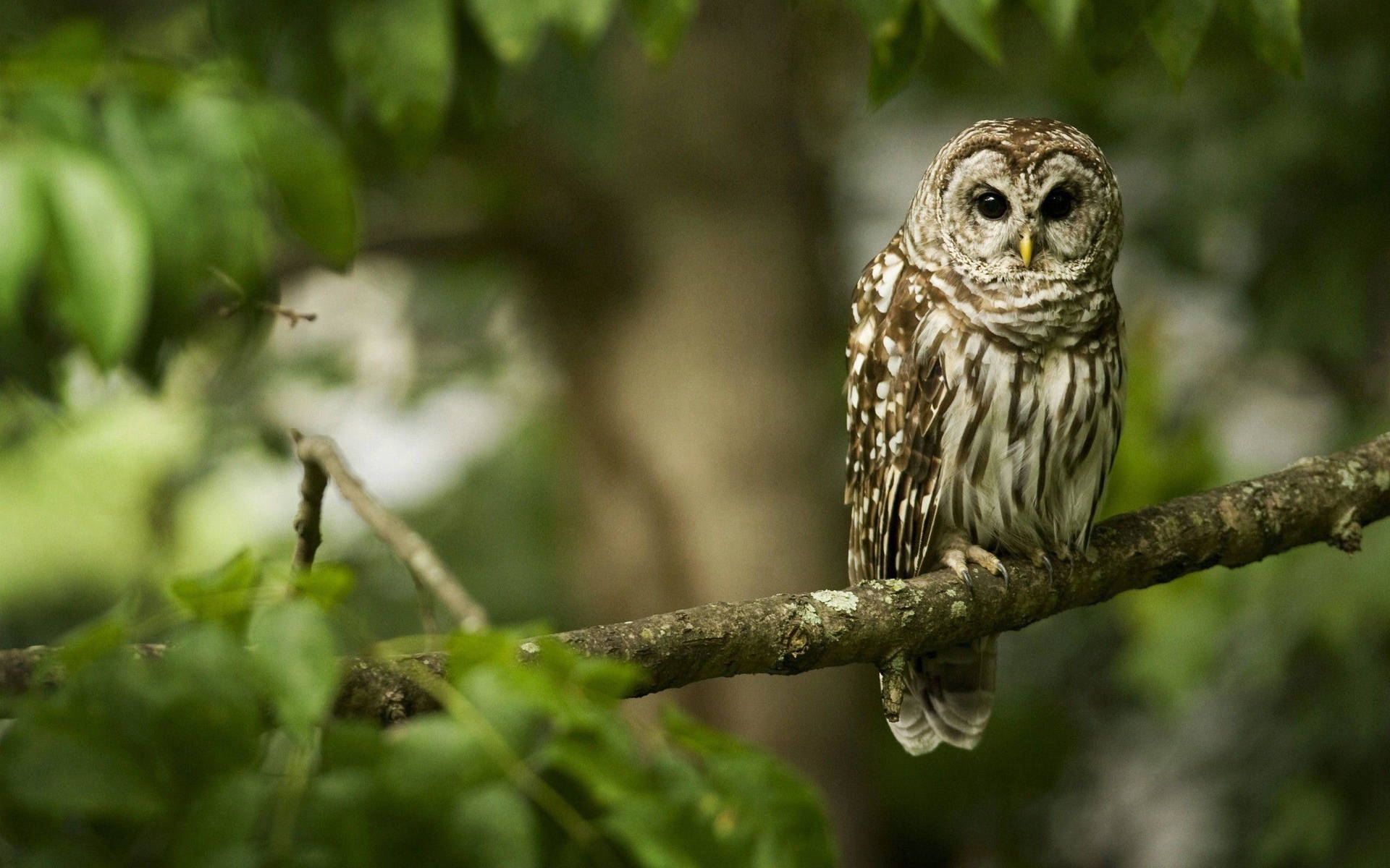 Cute Owl On Tree Branch Background