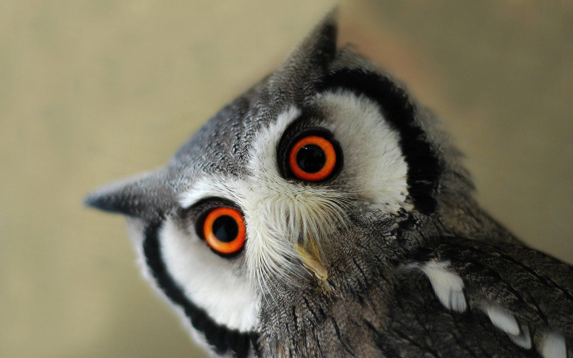 Cute Owl Orange Eyes Background