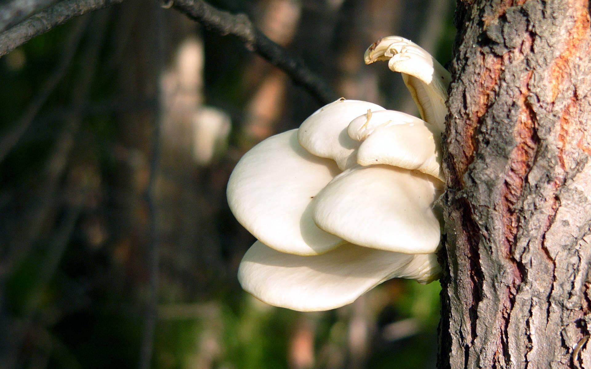 Cute Oyster Mushroom On Tree Background