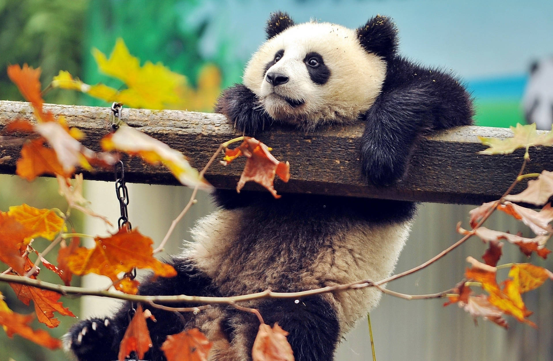 Cute Panda Hanging On A Wood Background